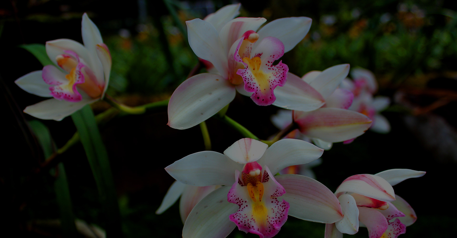 GCS Orchid