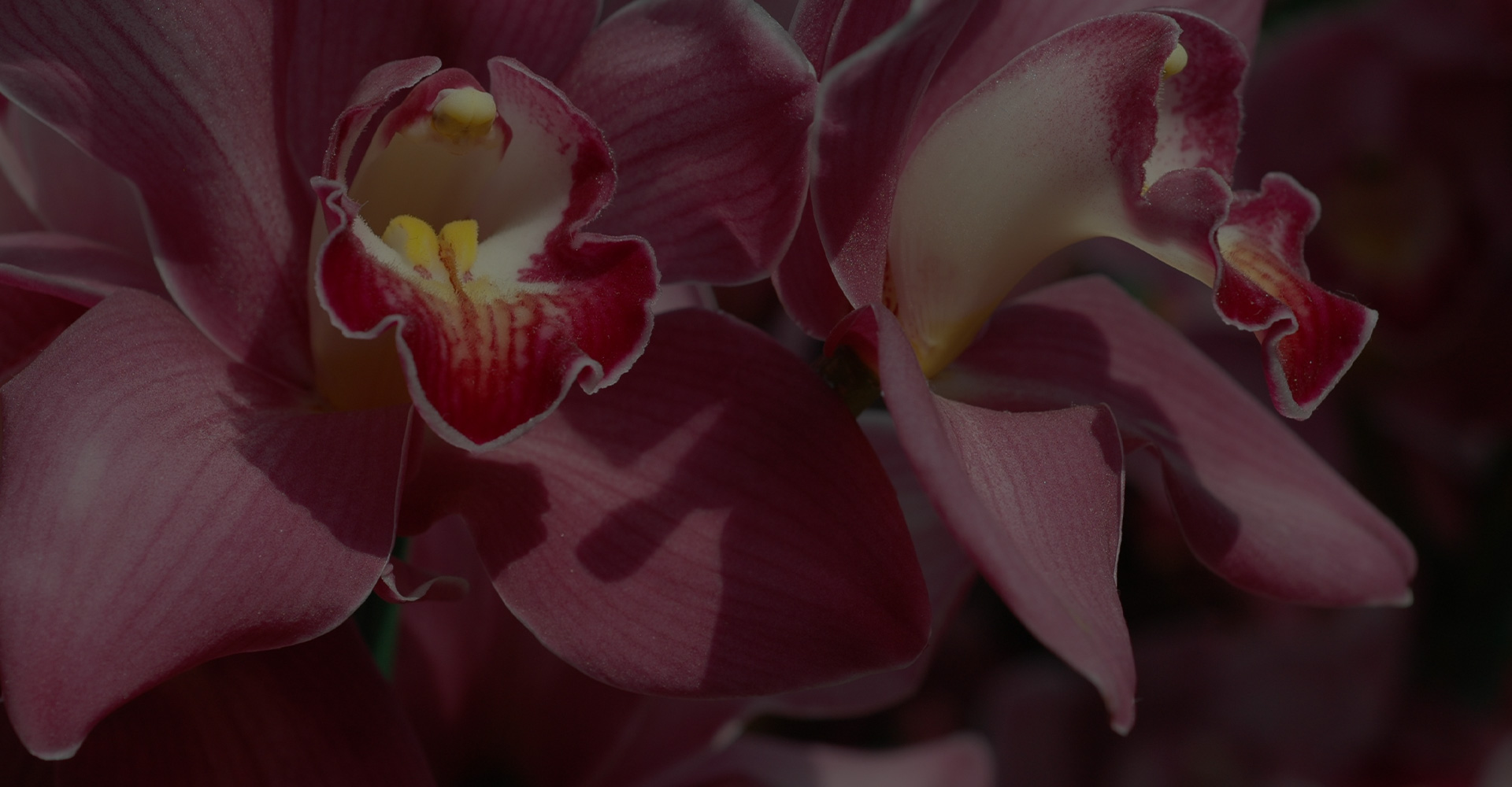 GCS Orchid